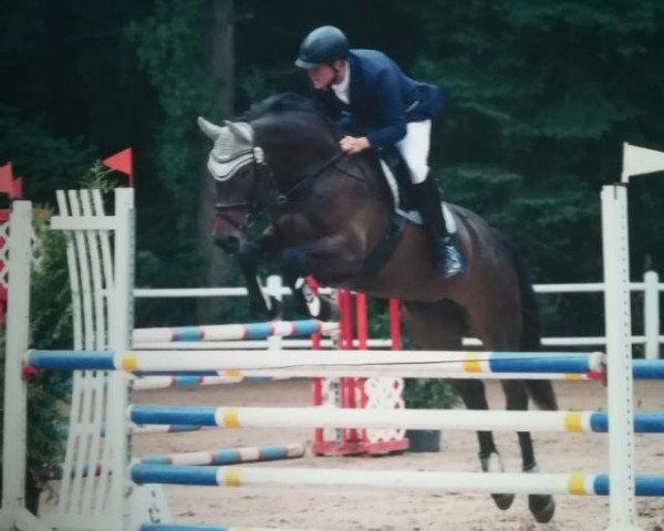 broodmare Loxley's Lady (Zweibrücken, 2013, from Lord Loxley I)