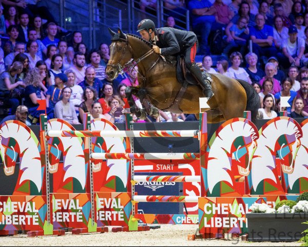 jumper Nikolaj de Music (Belgian Warmblood, 2013, from Kannan)