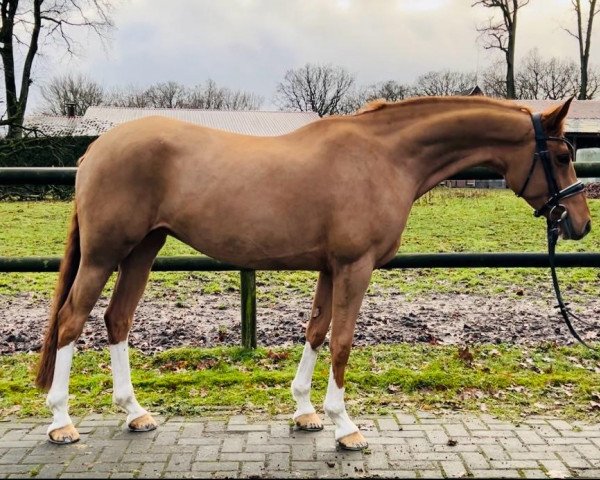 jumper Maxine 17 (Dutch Pony, 2017, from Kanshebber)