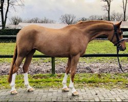jumper Maxine 17 (Dutch Pony, 2017, from Kanshebber)