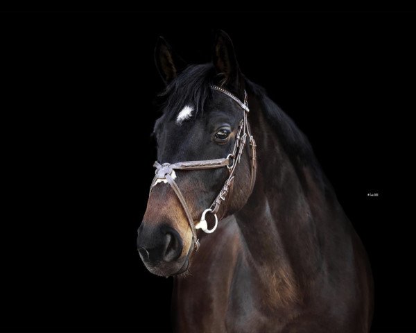 horse Baldur (Trakehner, 2016, from Sir Oliver)