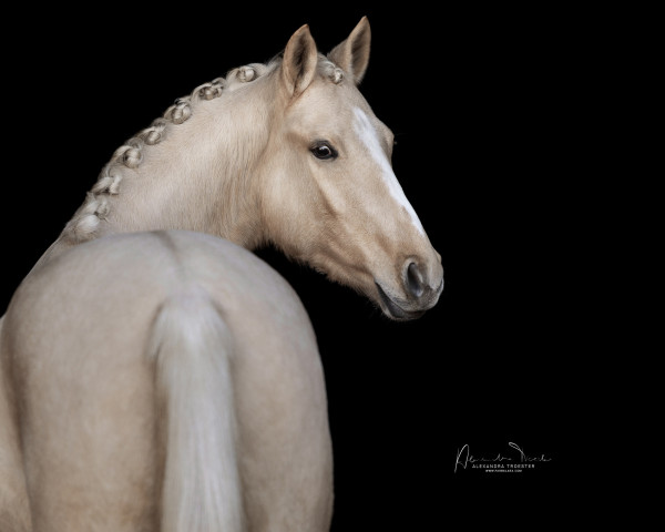 broodmare Golden Sunshine JN (German Riding Pony, 2020, from Genscher)