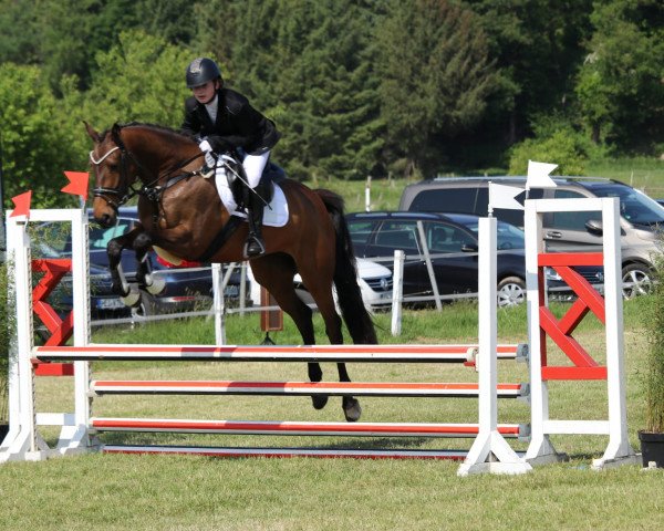jumper Quirini (Holsteiner, 2017, from Quiran)