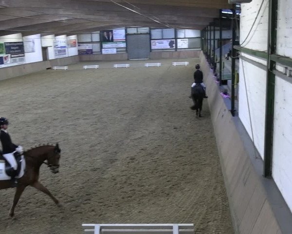 Reitturnier Rhede 2024