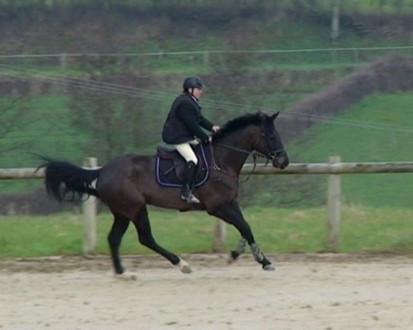 horse Texas Kokka (Selle Français, 2007, from Damiro)