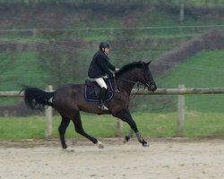 horse Texas Kokka (Selle Français, 2007, from Damiro)