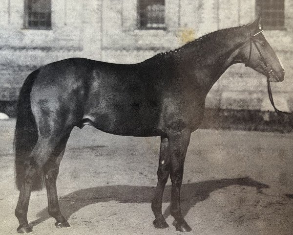 stallion Zeppelin (Westphalian, 1988, from Zeus)