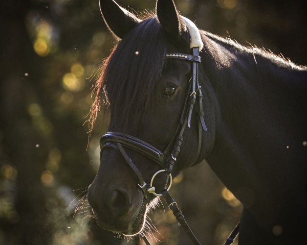 horse Shalanda (Traber, 2011, from Igor Font (US))