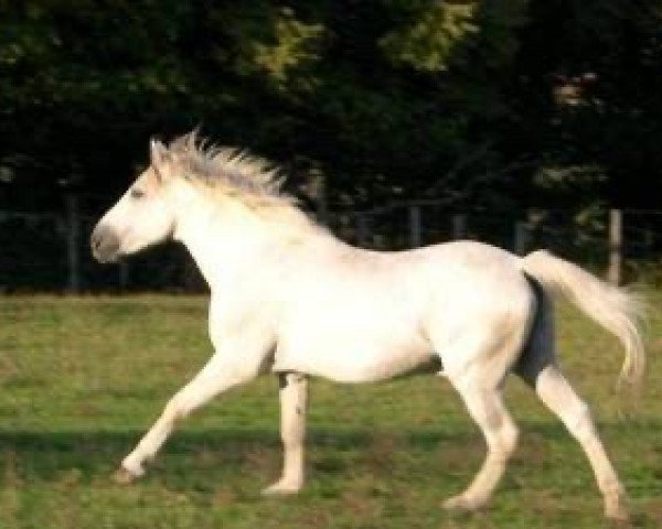 stallion Jolly des Ifs (New Forest Pony, 1975, from Sweet Hills Sparticus) stallion Jolly des Ifs (New Forest Pony, 1975, from Sweet Hills Sparticus)