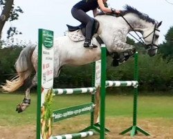 broodmare Dieda 8 (Holsteiner, 2011, from Quadros 3)