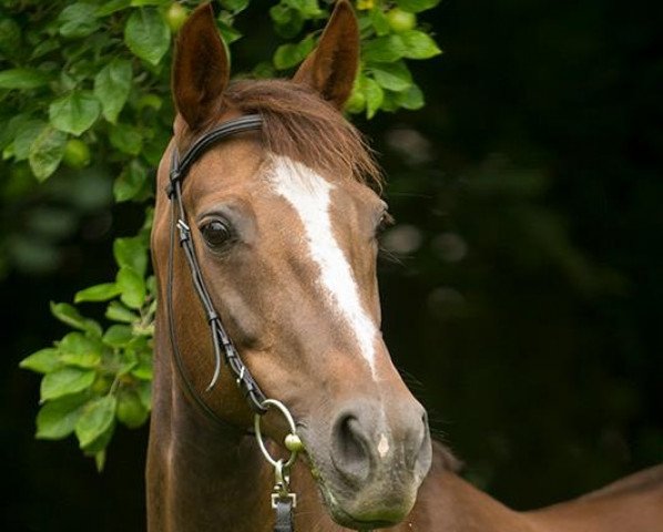 broodmare Bella Donna (Oldenburg, 1996, from Brentano II)