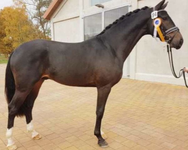 horse Finnegan Max (Oldenburg, 2016, from Nymphenburg's First Ampere)