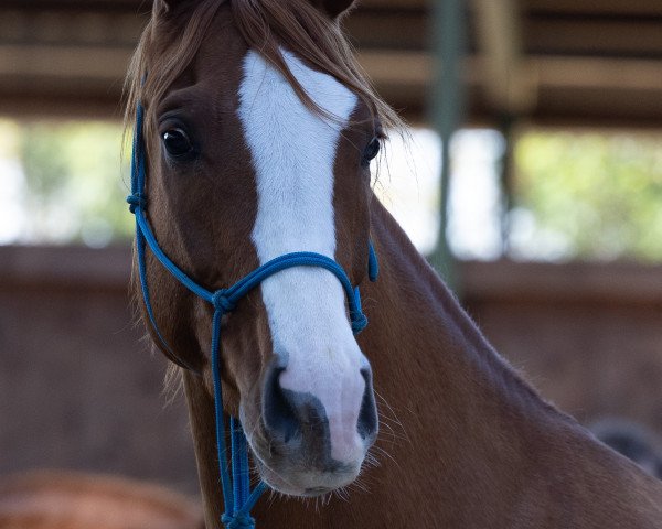 horse Quaterpearl (Hanoverian, 2018, from Quaterhall)