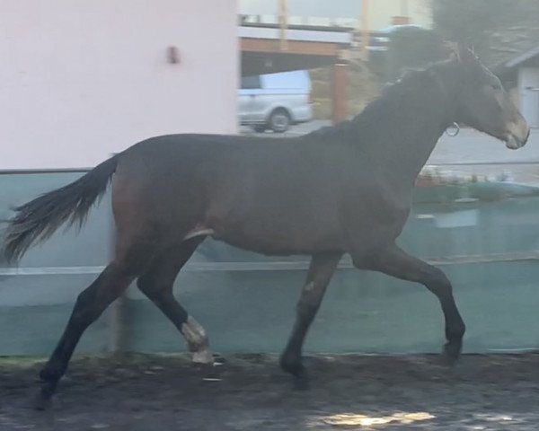 Pferd So Perfect´s Sky MT (Deutsches Sportpferd, 2023, von So Perfect)