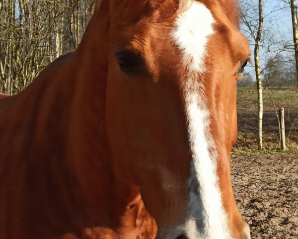 broodmare Detje (Hanoverian, 2010, from Don Frederico) broodmare Detje (Hanoverian, 2010, from Don Frederico)