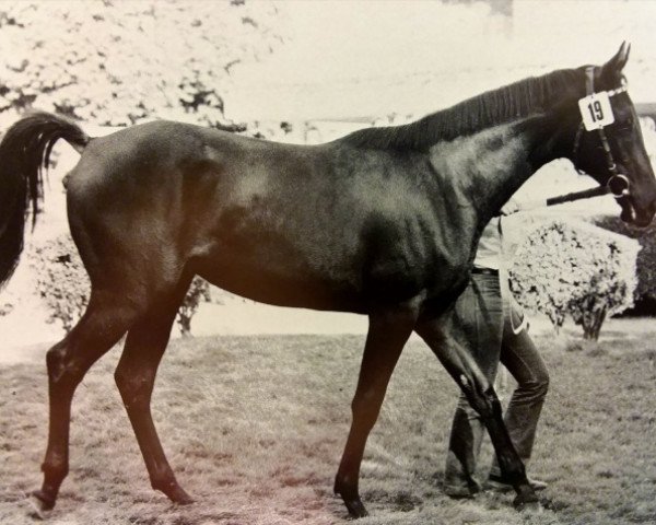 broodmare Kreuzbeere xx (Thoroughbred, 1978, from Cortez xx)