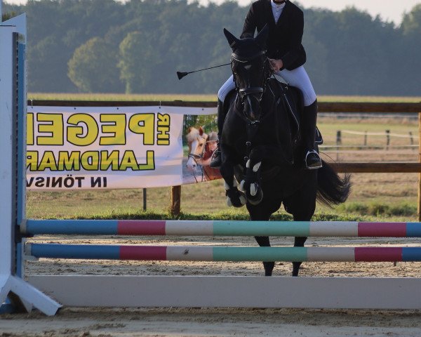 Springpferd Maja 1078 (Welsh Pony (Sek.B), 2008, von Cadlanvalley Diplomat)