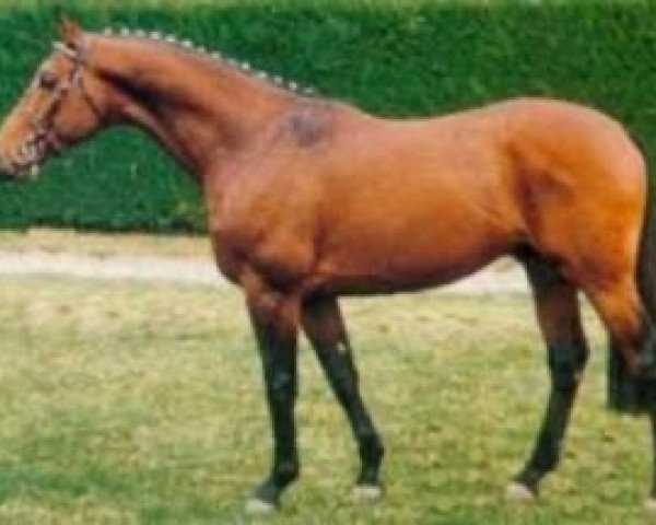 Deckhengst Vanus d'Olympe AA (Anglo-Araber, 1987, von Samuel AA)