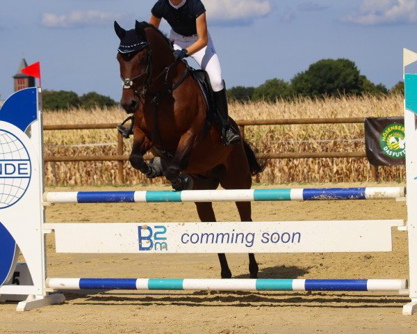 Springpferd Caspar 244 (Rheinländer, 2006, von Carolus I)