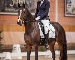 dressage horse Dori Von Titz (German Riding Pony, 2017, from Dating AT NRW)
