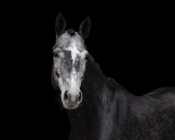 jumper Chellisto (German Sport Horse, 2018, from K.i Checkter)