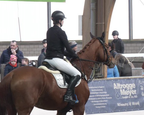 Reitturnier Barlo-Bocholt 2024