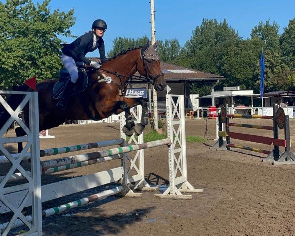 jumper Felix de Ravel (Polish Warmblood, 2011, from Bolero de Ravel)