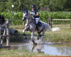 jumper Conzept S CH (Swiss Warmblood, 2007, from Courage II)