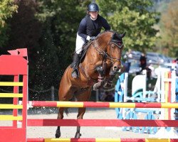 Springpferd Quick Kenny (Irish Sport Horse, 2014, von Obos Quality)