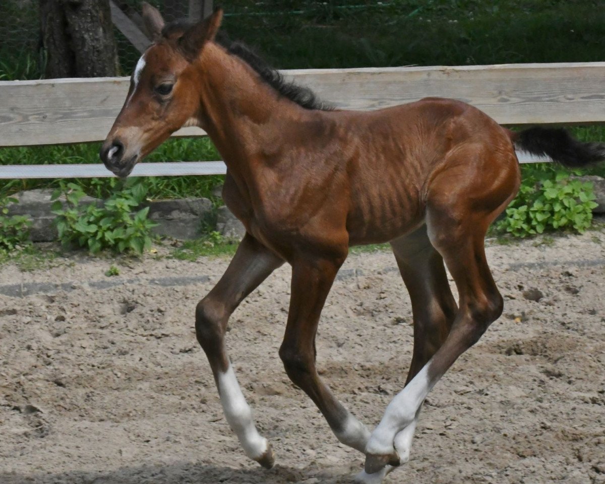 horse Fräulein Fröhlich vom Ahle Garde (Westphalian, 2023, from Flavis)