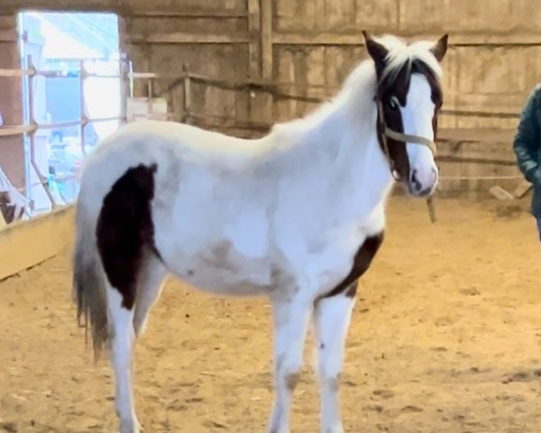 horse Schlumpfine (German Warmblood, 2023)