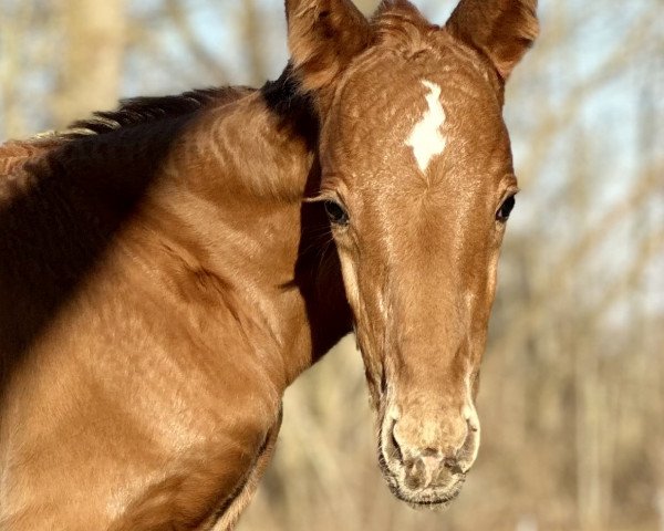 Cavallo Kasper STEF AML (Mecklenburger, 2024, di Kämmerer)