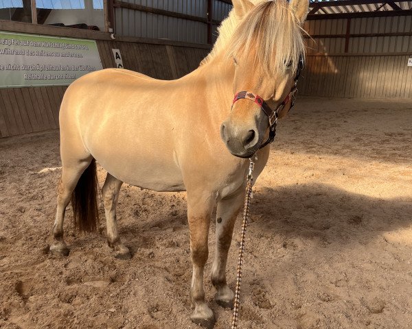 dressage horse Vaikolito Duke of Ohana (Fjord Horse, 2017, from Valon)