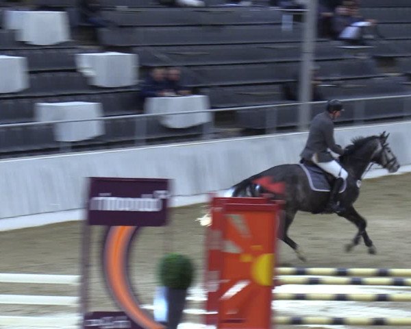 Reitturnier Verden 2024