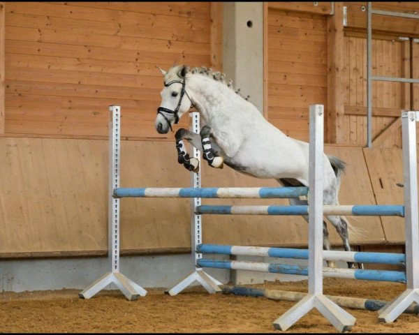 broodmare Sulaatik's Pure Blue (New Forest Pony, 2011, from Peveril Peterborough)