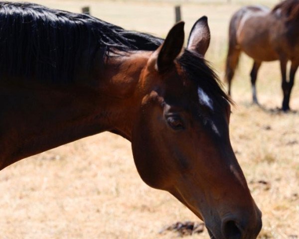 broodmare Fayola JW (Westphalian, 2012, from First Selection)
