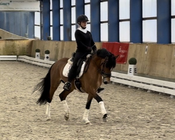 Dressurpferd Steendieks Larosa (Deutsches Reitpony, 2018, von Steendieks Morgensterns Dalai)