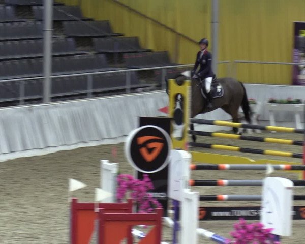 Reitturnier Verden 2024