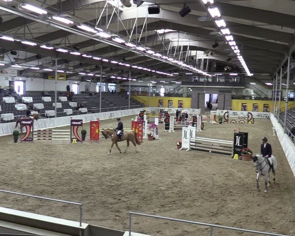 Reitturnier Verden 2024