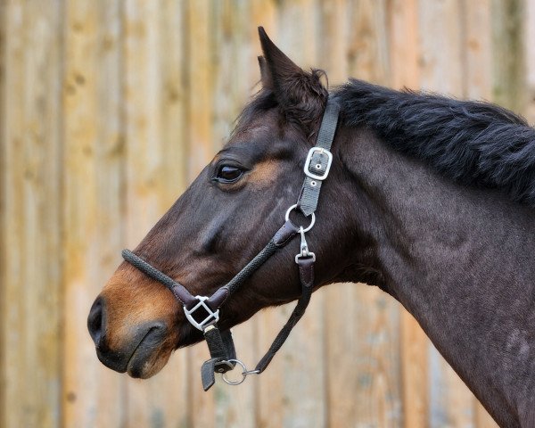 jumper Le Vision (Hanoverian, 2011, from Levisonn 208 FIN)