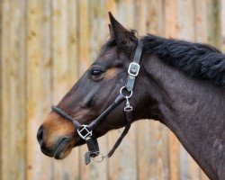 jumper Le Vision (Hanoverian, 2011, from Levisonn 208 FIN)