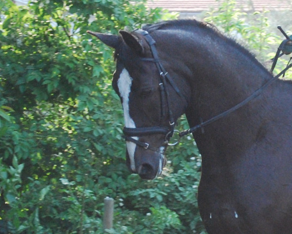 Pferd Rubin S 3 (Oldenburger, 1991, von Rubinstein I)