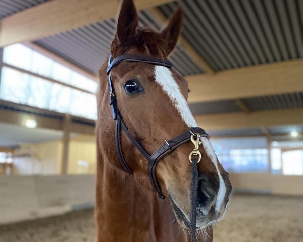 horse First Sir of Romance (Hanoverian, 2018, from Fürst Romancier)