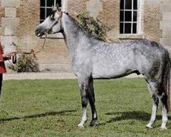 stallion Sihawan ox (Arabian purebred, 1991, from Dormane 1984 ox)