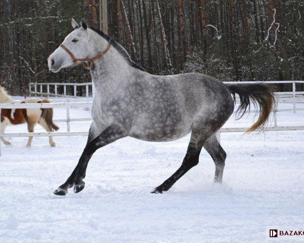 Zuchtstute Dakota (Polnisches Warmblut, 2006, von Marago) Zuchtstute Dakota (Polnisches Warmblut, 2006, von Marago)