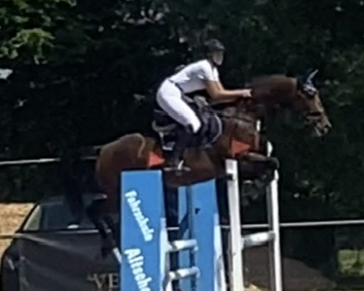 broodmare Valpolichella (Hanoverian, 2015, from van Gogh)