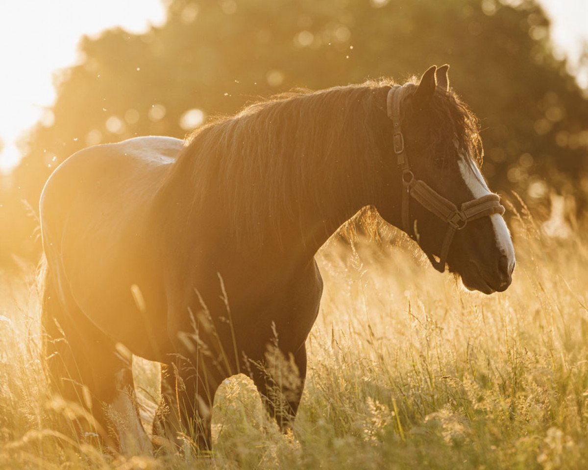 Pferd Radiant Ruby (Shire, 2020)
