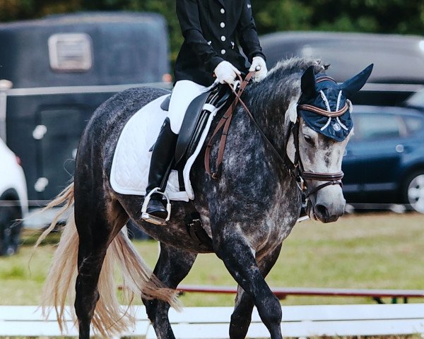 broodmare Florence 185 (New Forest Pony, 2018, from Altrido's Olet's Iceman)