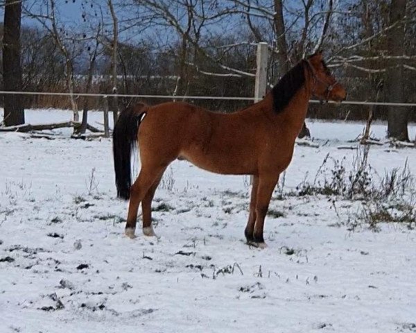 Dressurpferd FH Cockneys Crack (Deutsches Reitpony, 2015, von Kastanienhof Cockney Cracker) Dressurpferd FH Cockneys Crack (Deutsches Reitpony, 2015, von Kastanienhof Cockney Cracker)