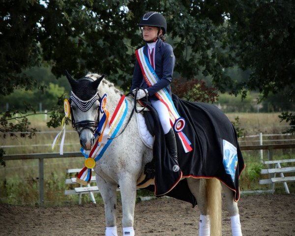 Dressage horse Gronborg's Cassius Clay (Danish Pony, 2006, from Zendro)